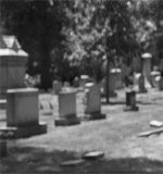 Cemetery, Memorial Park
